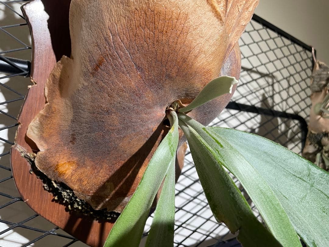 ビカクシダ　ウィリンキー