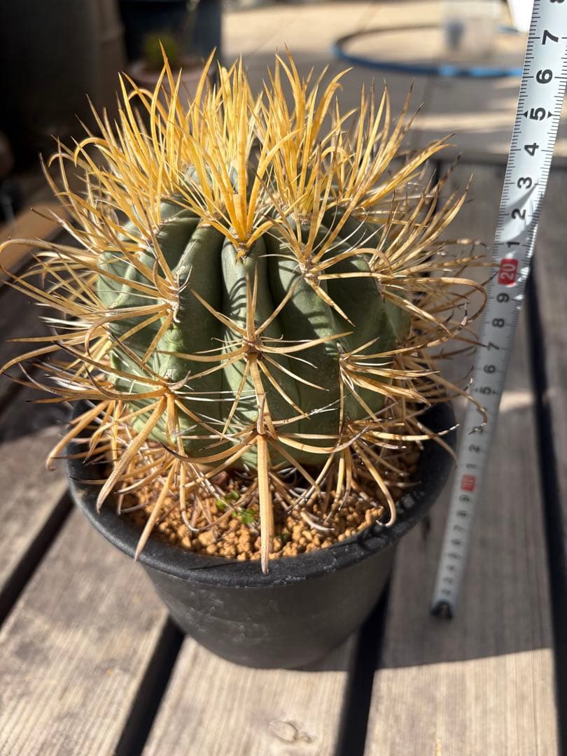 フェロカクタス金冠竜◇多肉サボテン　アガベ ユッカ　ハオルチア　アロエ　チタノタ