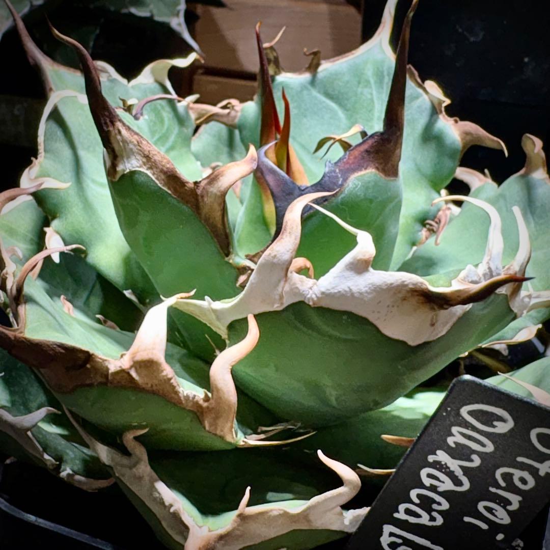 アガベ オアハカ現地株　オテロイ　子株