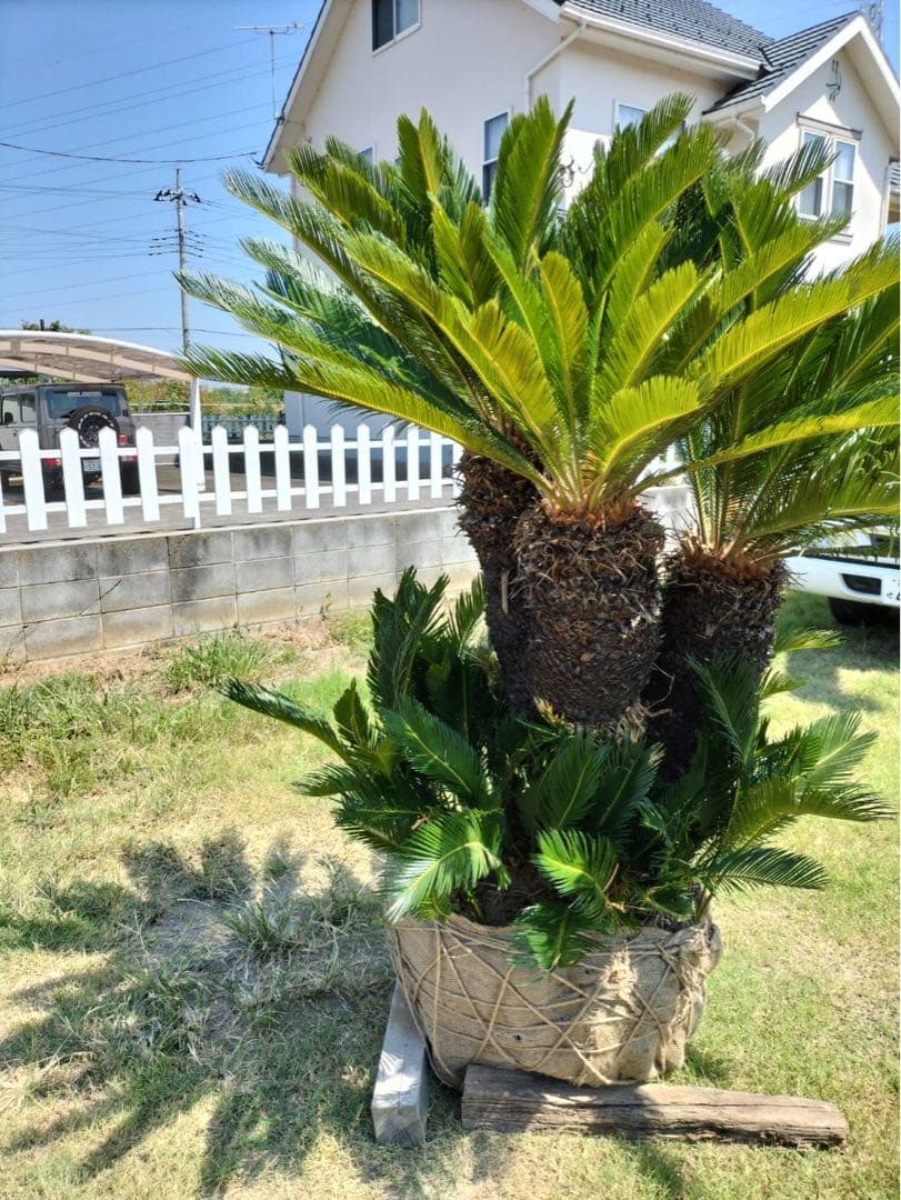 ソテツ 3頭 子株 多数