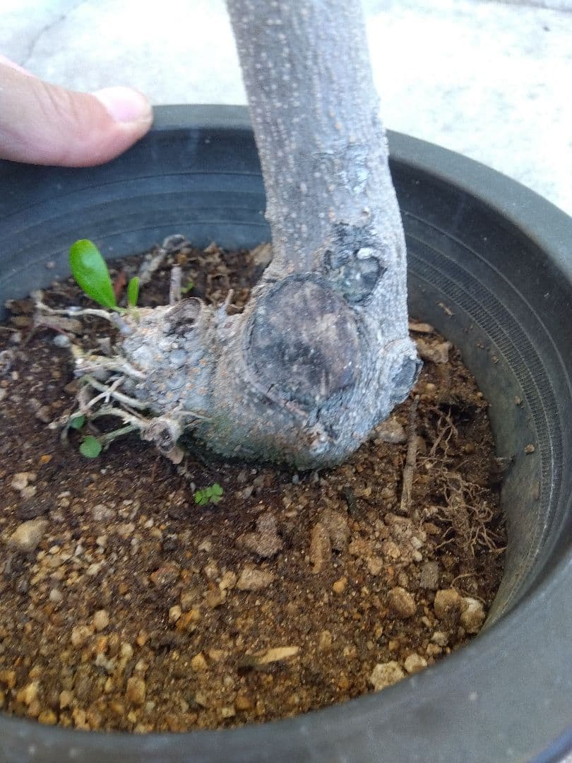 オリーブ　古木　創樹　6号鉢つき　盆栽❗　③