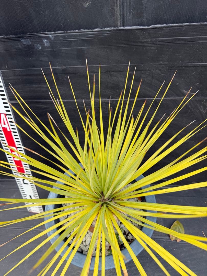 ユッカ ロストラータ　細葉　実生　中型 黒鉢