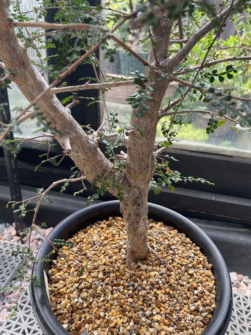 塊根植物 オペルクリカリア デカリーOperculicarya Decaryi