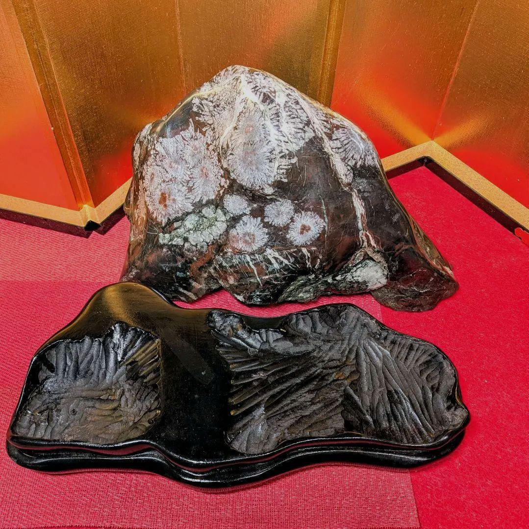 菊花石 岐阜県根尾谷産7.9㌔ 鑑賞石 観賞石 水石 盆石 天然石 鉱物