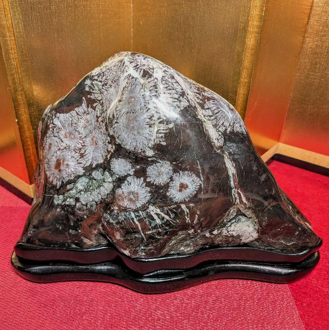 菊花石 岐阜県根尾谷産7.9㌔ 鑑賞石 観賞石 水石 盆石 天然石 鉱物