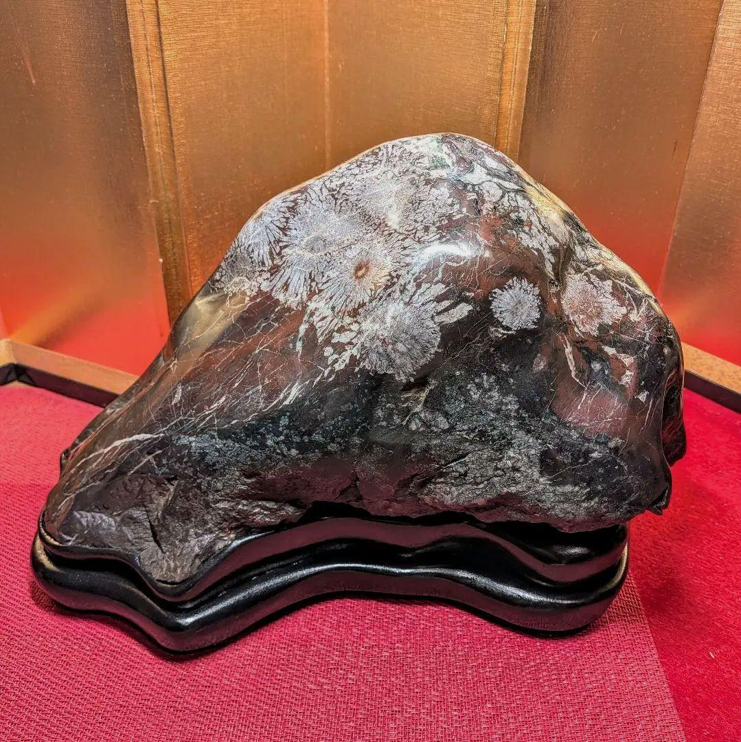 菊花石 岐阜県根尾谷産7.9㌔ 鑑賞石 観賞石 水石 盆石 天然石 鉱物