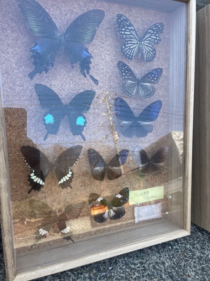 最終値下げ　蝶　標本　003   40×30センチ 厚さ6センチ