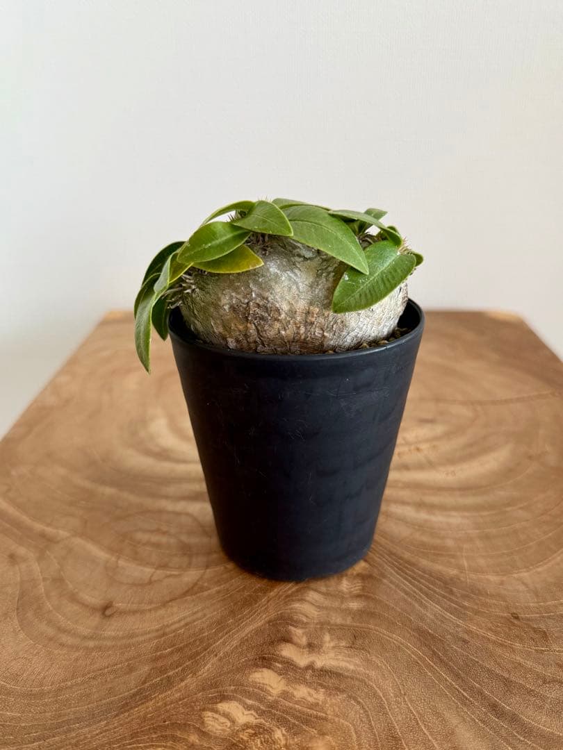 パキポディウム ブレビカウレ 恵比寿笑 良型 現地球 発根済み