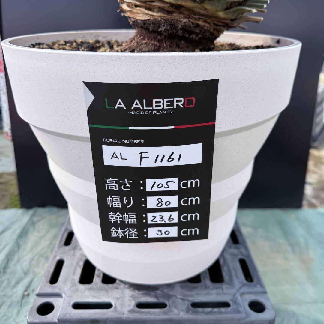 【AL-F1161】ユッカ　ロストラータ　超美形　極太　強シルバー個体