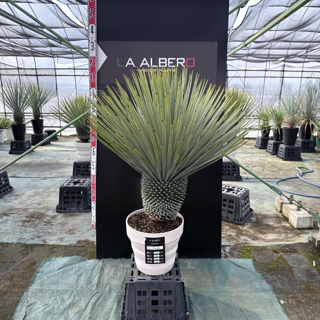 【AL-F1161】ユッカ　ロストラータ　超美形　極太　強シルバー個体