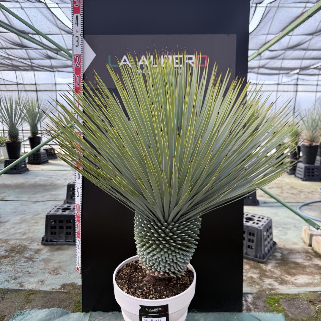 【AL-F1161】ユッカ　ロストラータ　超美形　極太　強シルバー個体