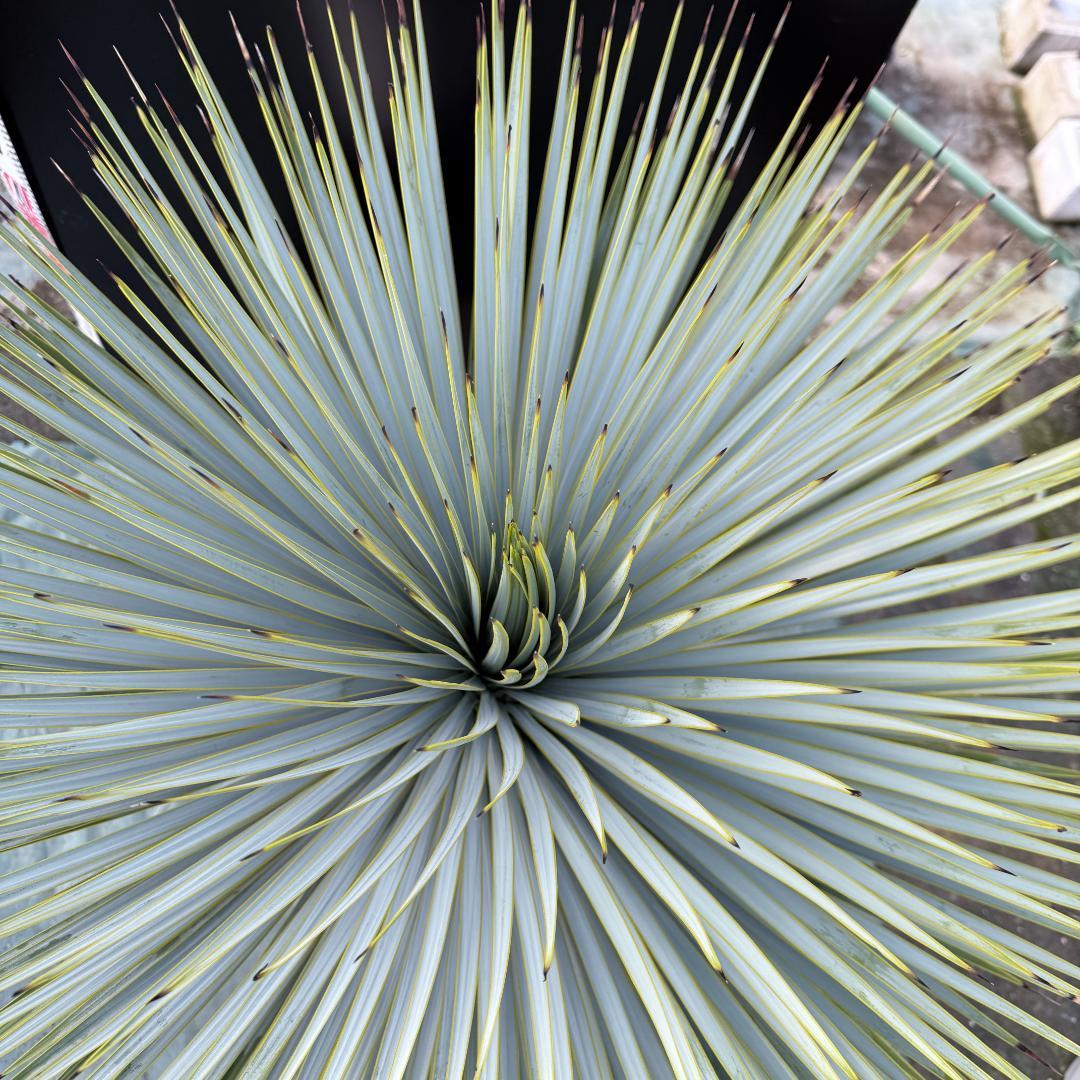 【AL-F1161】ユッカ　ロストラータ　超美形　極太　強シルバー個体