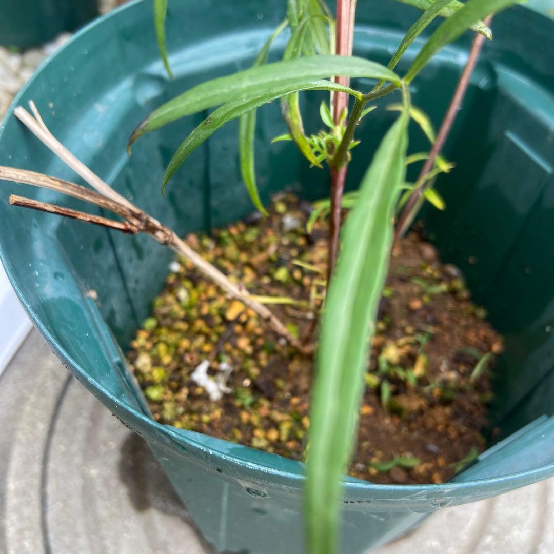 クレマチス　５種　　専用