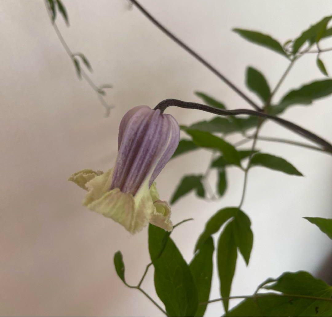 クレマチス　５種　　専用