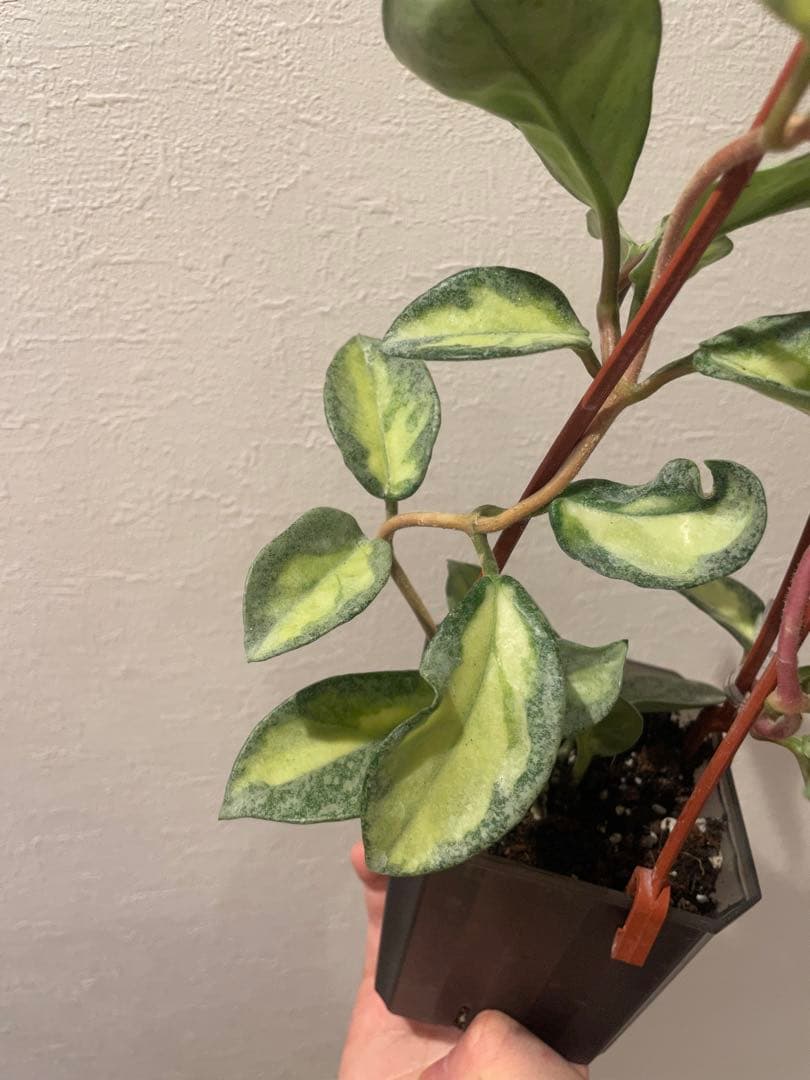 アオ　レア　ホヤ アルゲンティア プリンセス サクララン　美株