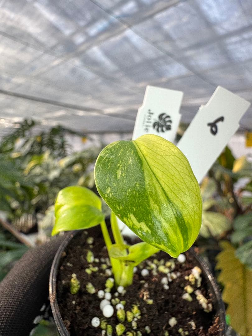 6 モンステラ　エレクトロライト　組織培養苗　順化済