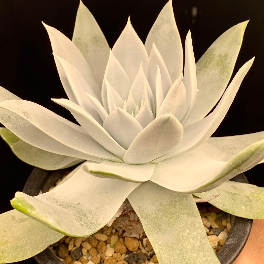 大型真っ白！　仙女盃　ダドレア　ブリトニー　多肉植物　実生