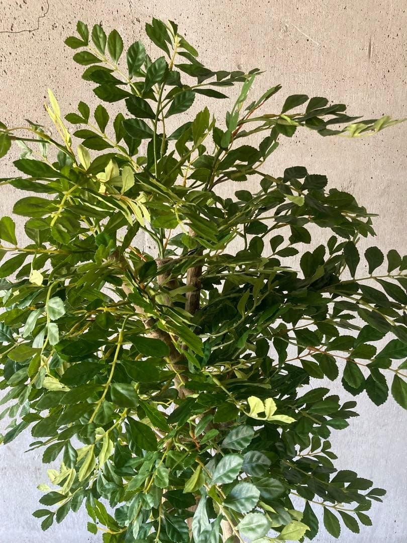 光触媒　人工観葉植物　ウォールグリーン　フェイクグリーン　トネリコ16666