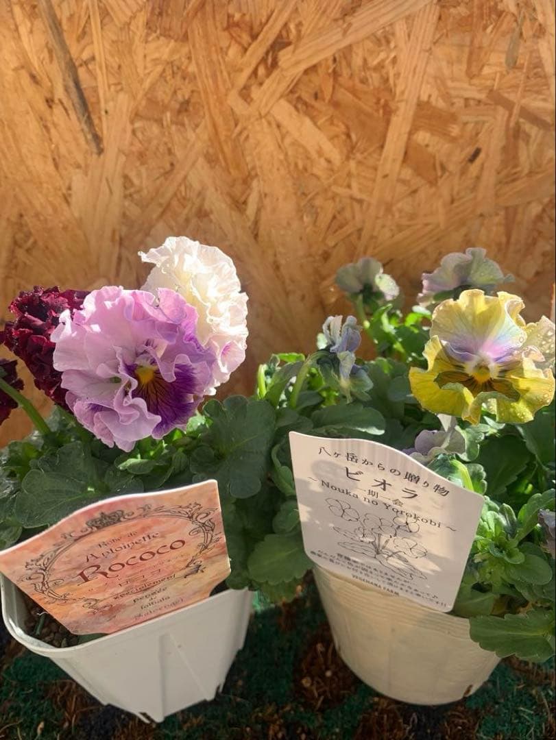 わ*び様 すみれ図鑑　1苗 他