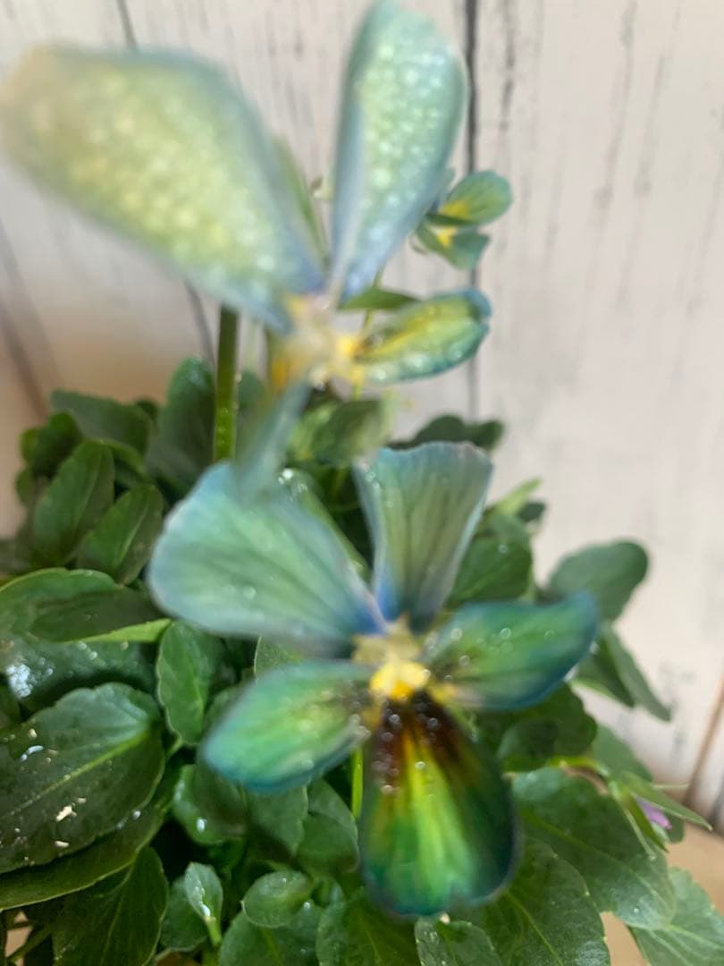 わ*び様 すみれ図鑑　1苗 他