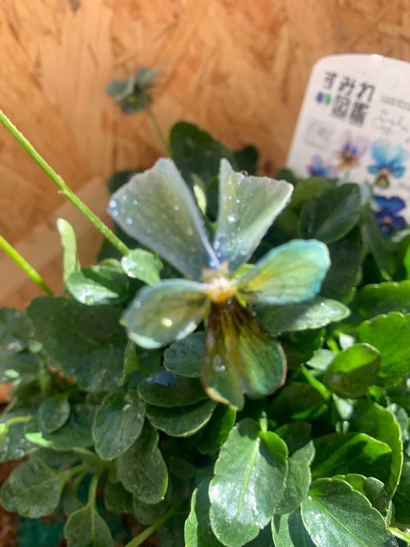 わ*び様 すみれ図鑑　1苗 他