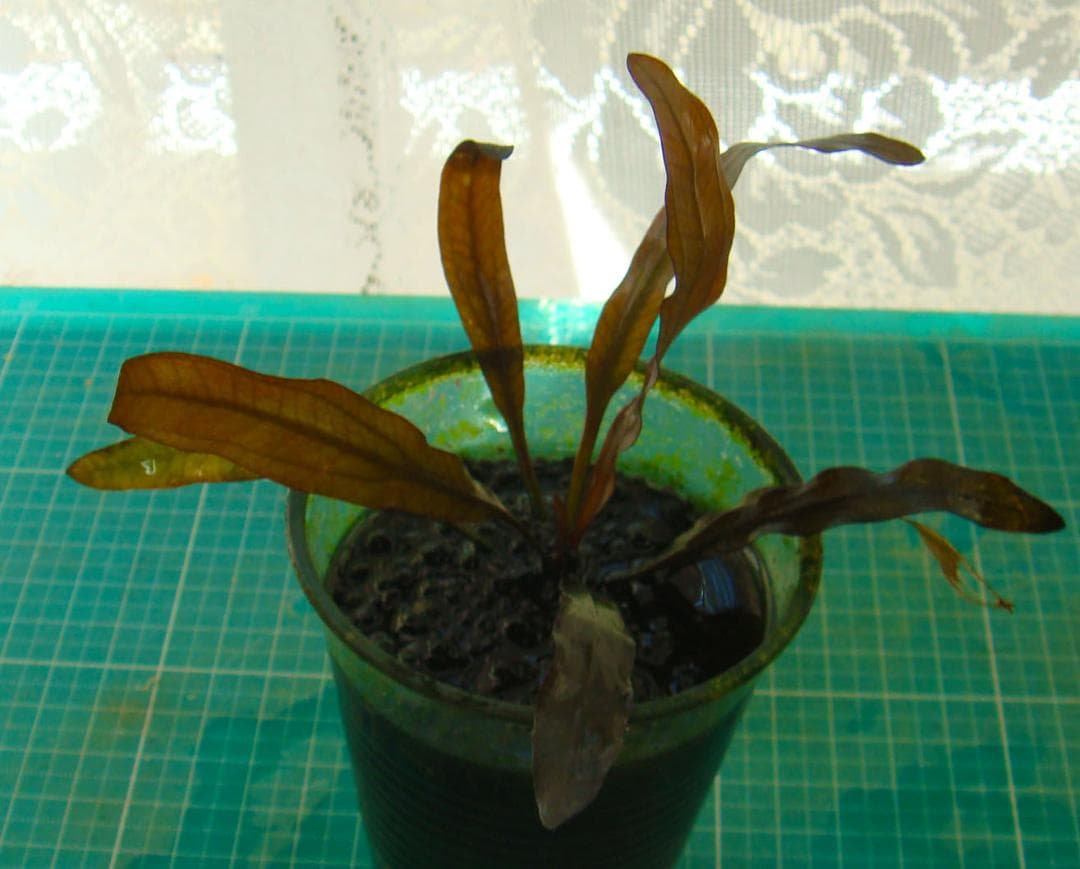 お*い様 エキノドルス ホレマニー ブラッドレッド (水中葉)