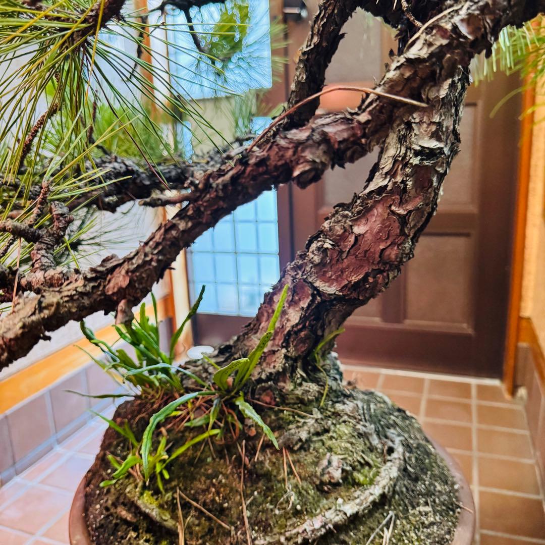 Porco　【特価】松盆栽大品　樹高 90cm 特大