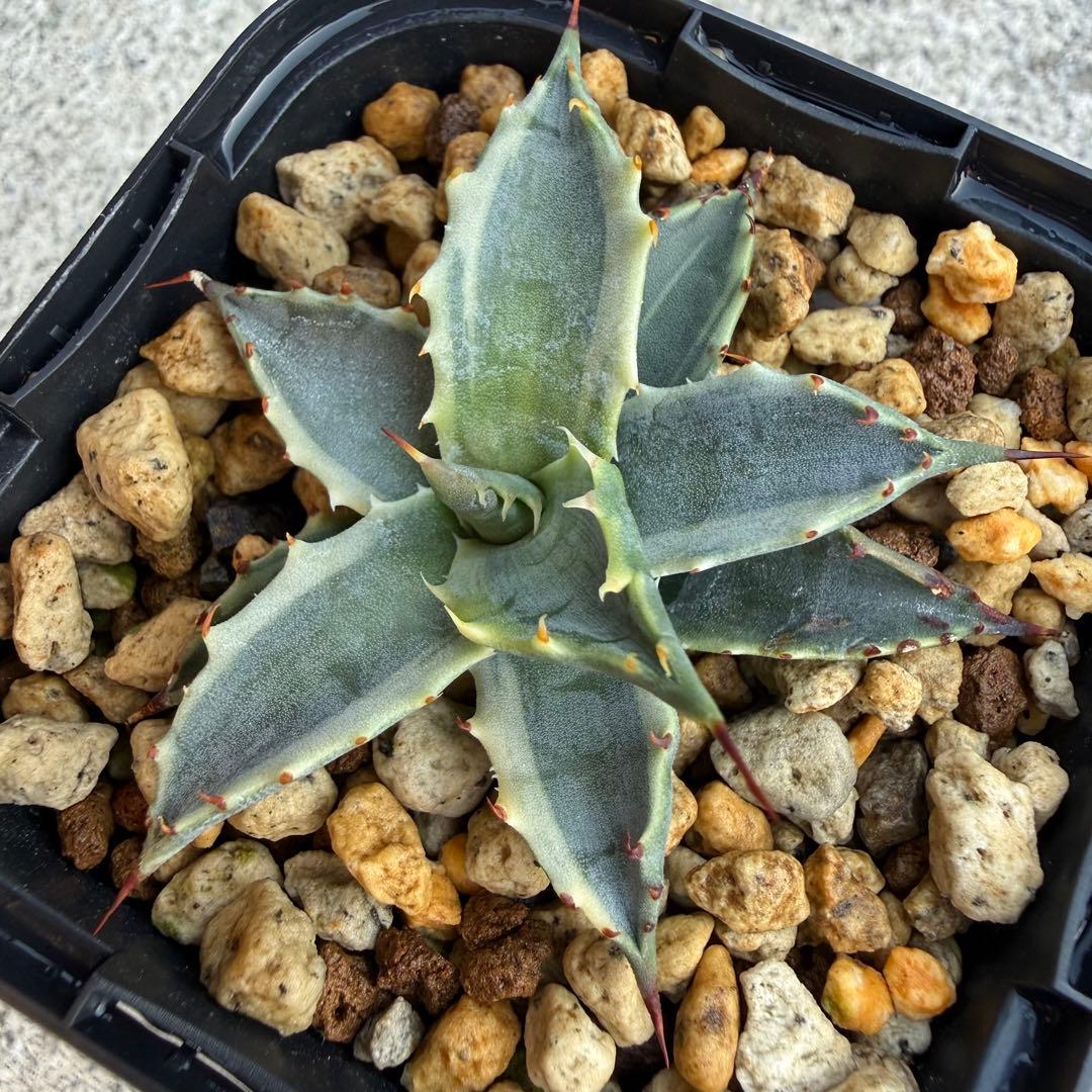 【激熱 激レア】アガベ サブシンプレックス 錦 超希少株