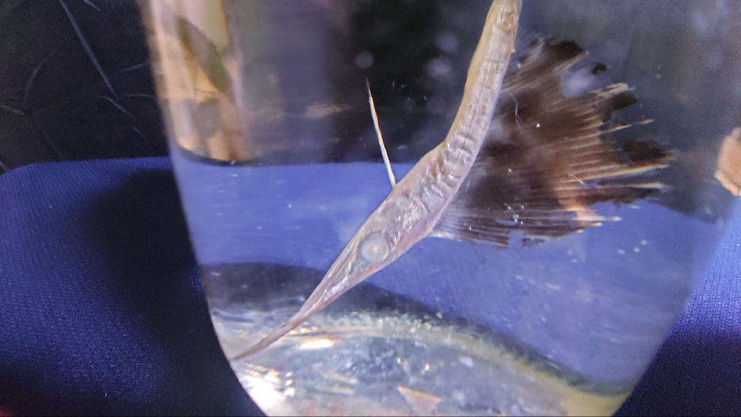 【レア】バショウカジキ幼魚 エタノール標本