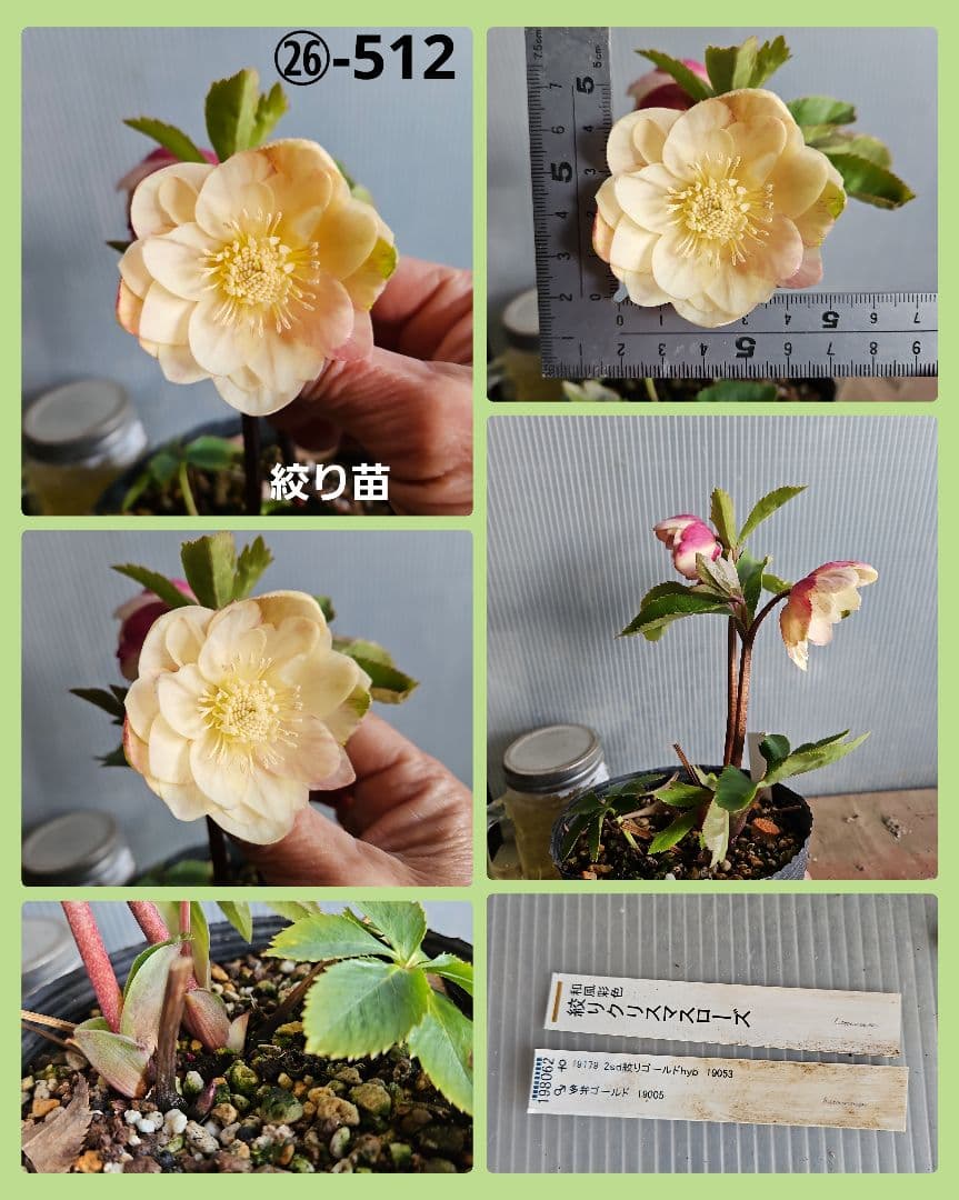 ★Orange様ご購入苗クリスマスローズ6点