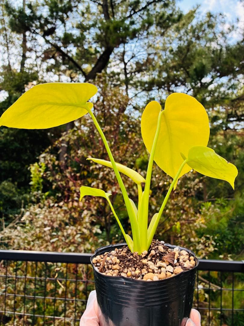 モンステラ　デリシオーサ ‘Triple Yellow’ 新種　黄金葉