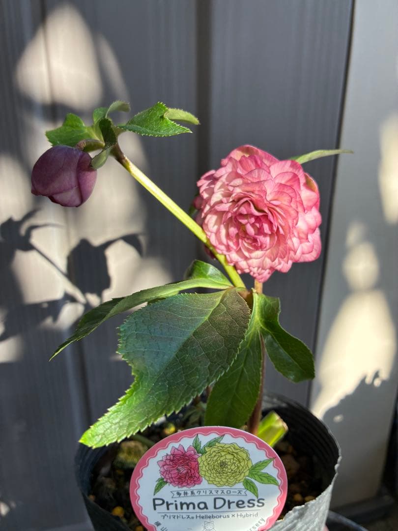 ♡横山園芸♡プリマドレス　超多弁