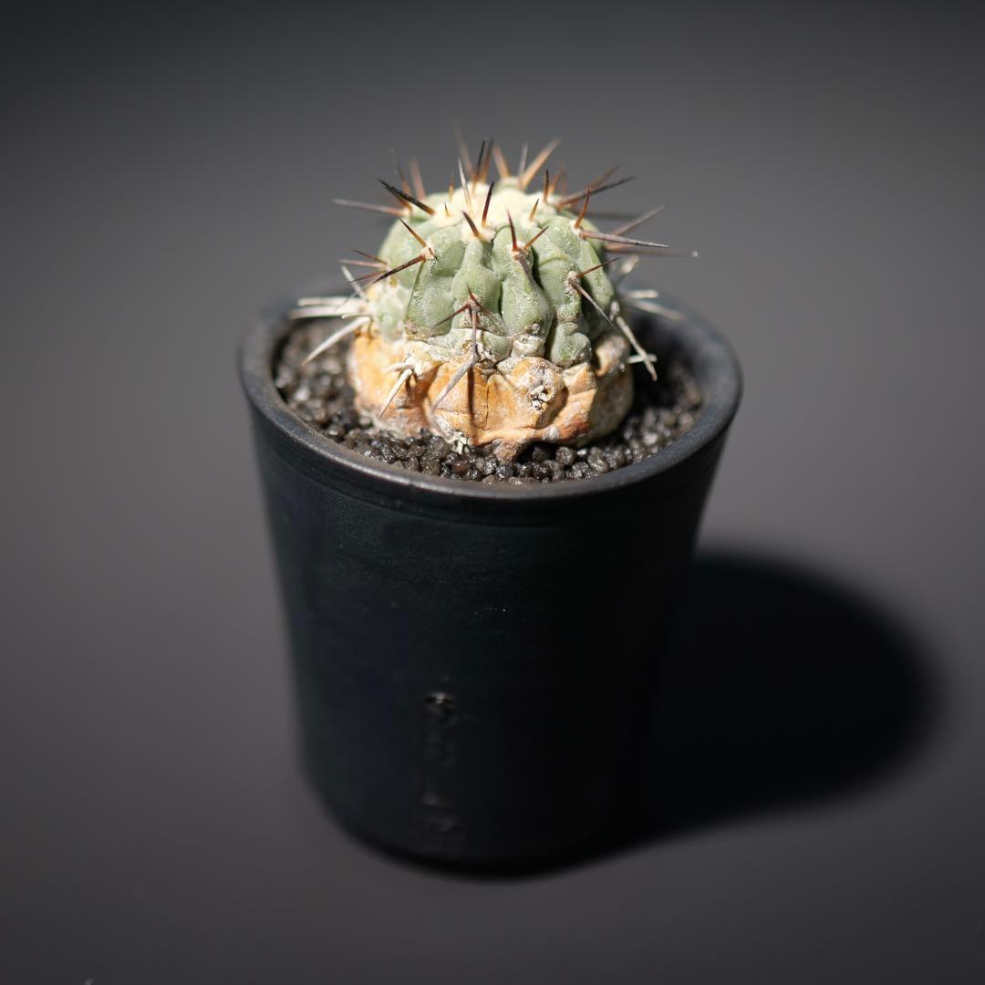 黒王丸　現地球カキコ　白肌　SRL鉢