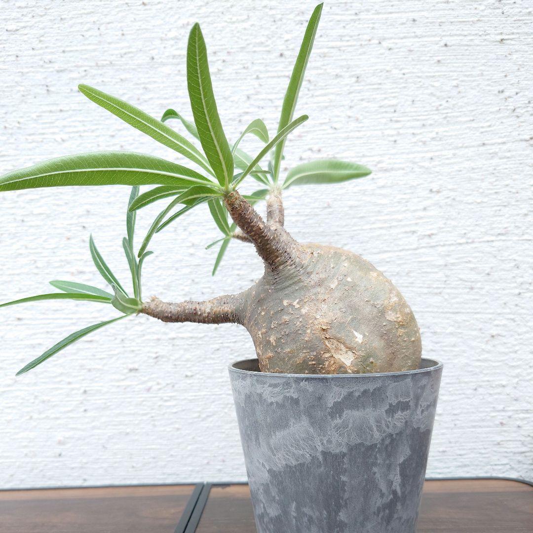 【週末セール】【発根済み】パキポディウム　グラキリス 幹幅　10cm