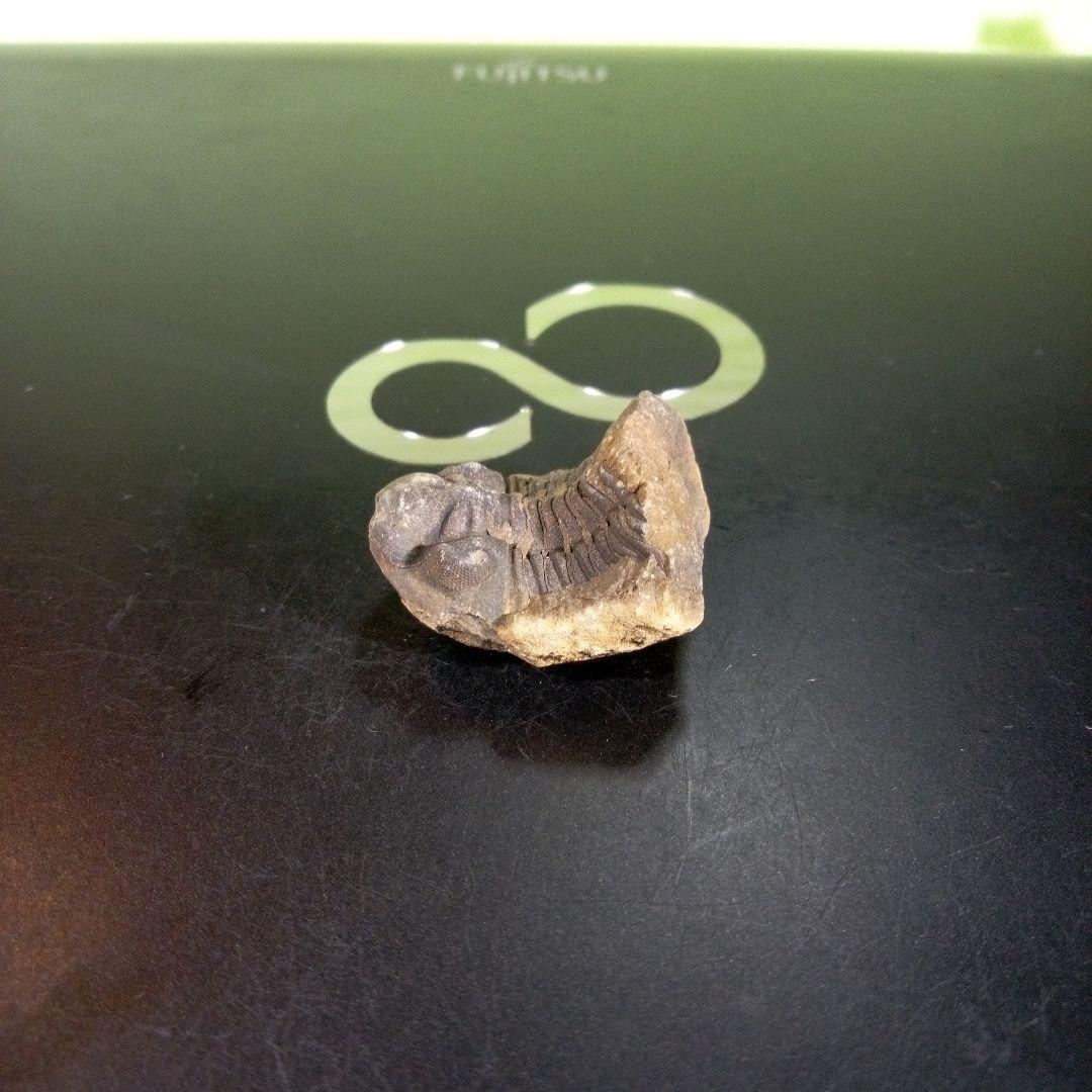 三葉虫　化石　fossil　海　ボリビア産　trilobite　海生動物種別⑤