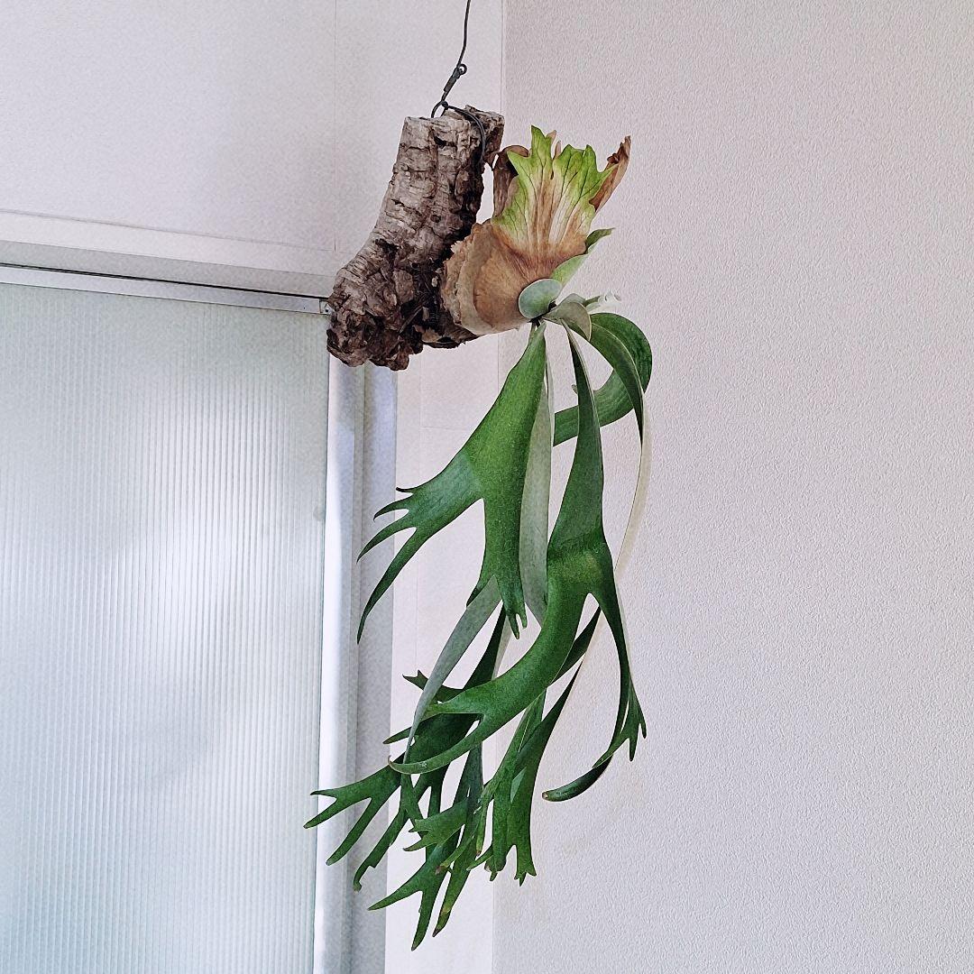 ビカクシダ　ウィリンキー　バリ　コルク付け　ワイルド由来　Willinckii