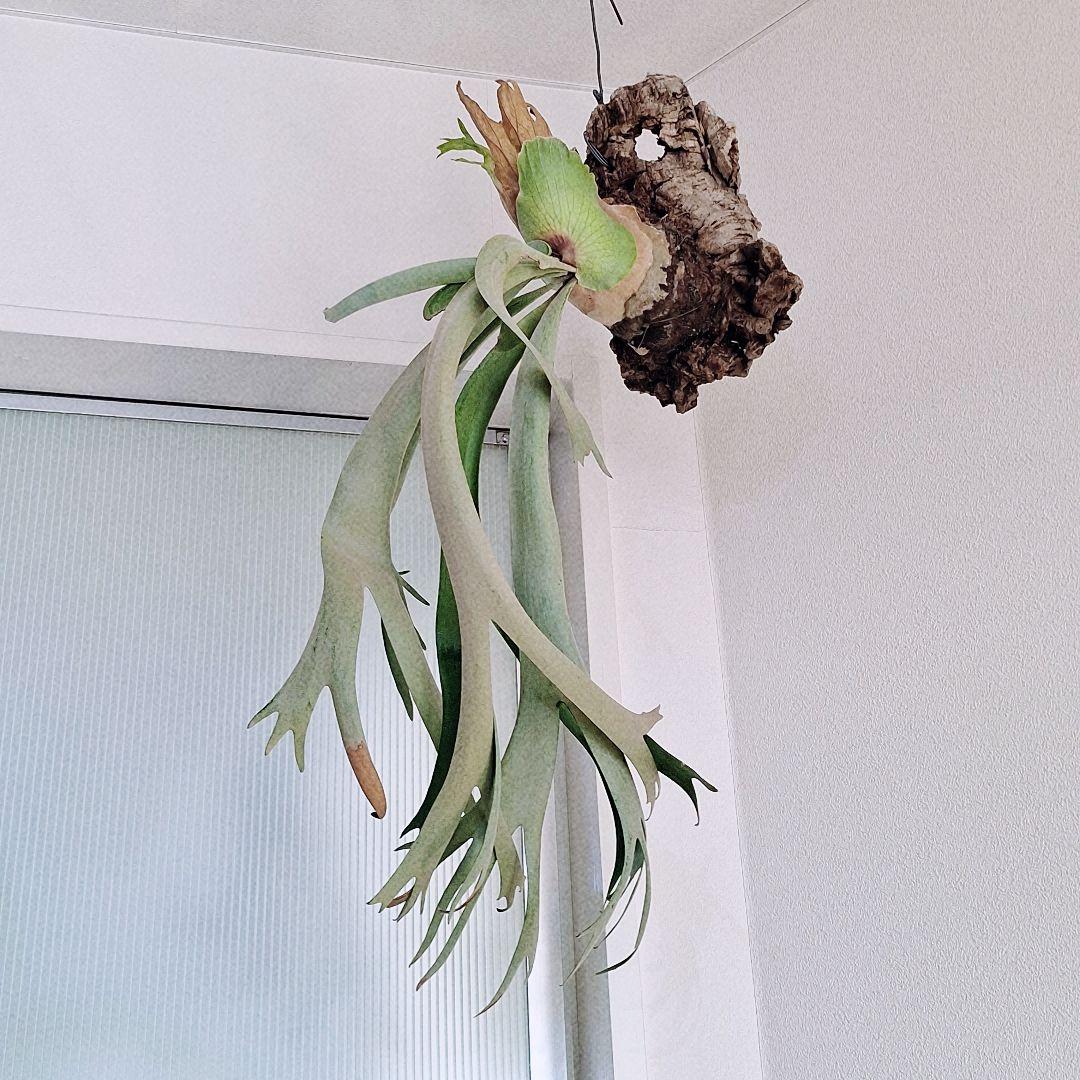 ビカクシダ　ウィリンキー　バリ　コルク付け　ワイルド由来　Willinckii