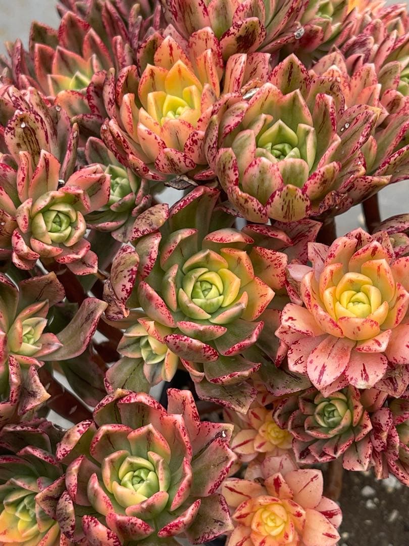 アエオニウム  甜茶錦（ブロンズメタル錦）⭐️お買い得、超特大　プーケ型