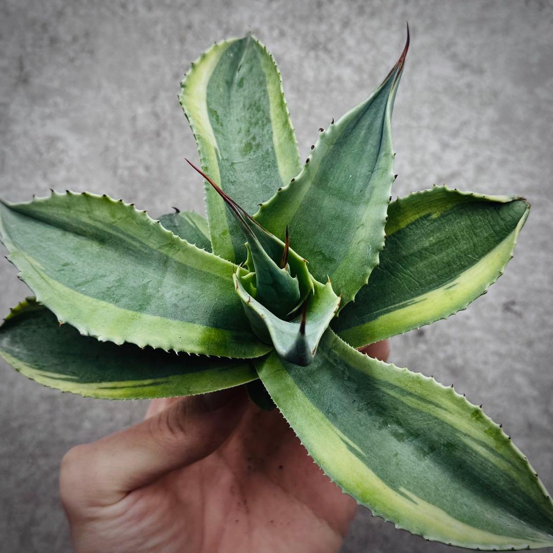 ポ*カ様 多肉植物・アガベ・オルカ・斑入り・SSS級美株