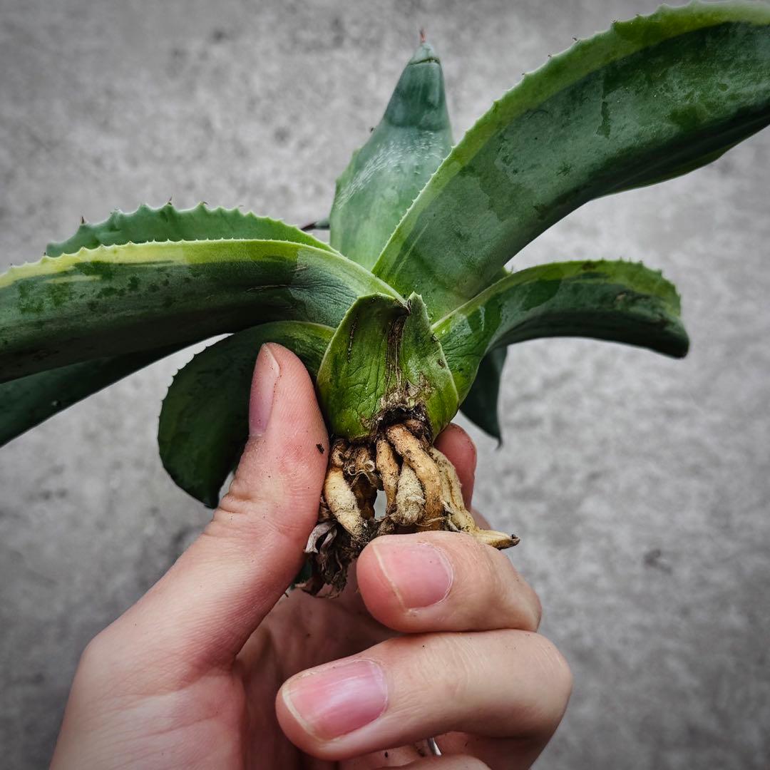 ポ*カ様 多肉植物・アガベ・オルカ・斑入り・SSS級美株