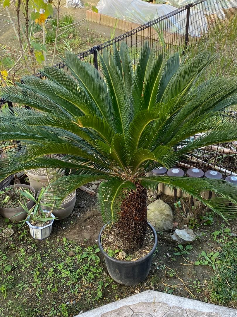 H*o様 ソテツ鉢植え約150センチ （引き取り限定）