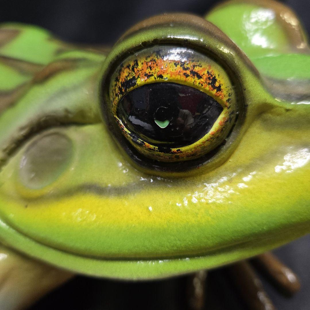 子キンスジアメガエル アニマルオブジェ リアル 置物 インテリア 軽い