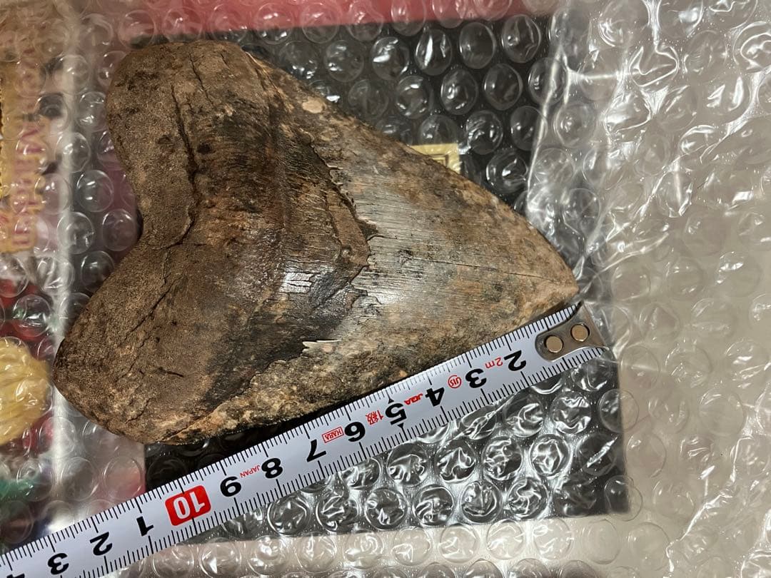 メガロドン　歯化石