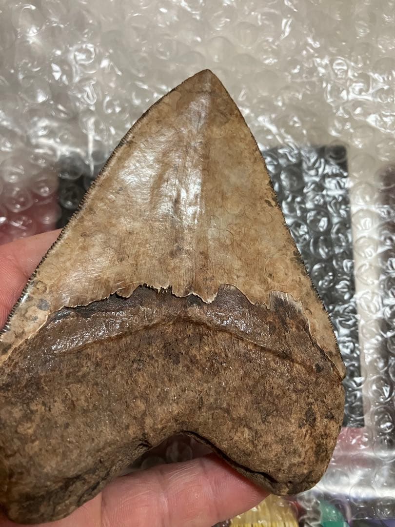 メガロドン　歯化石