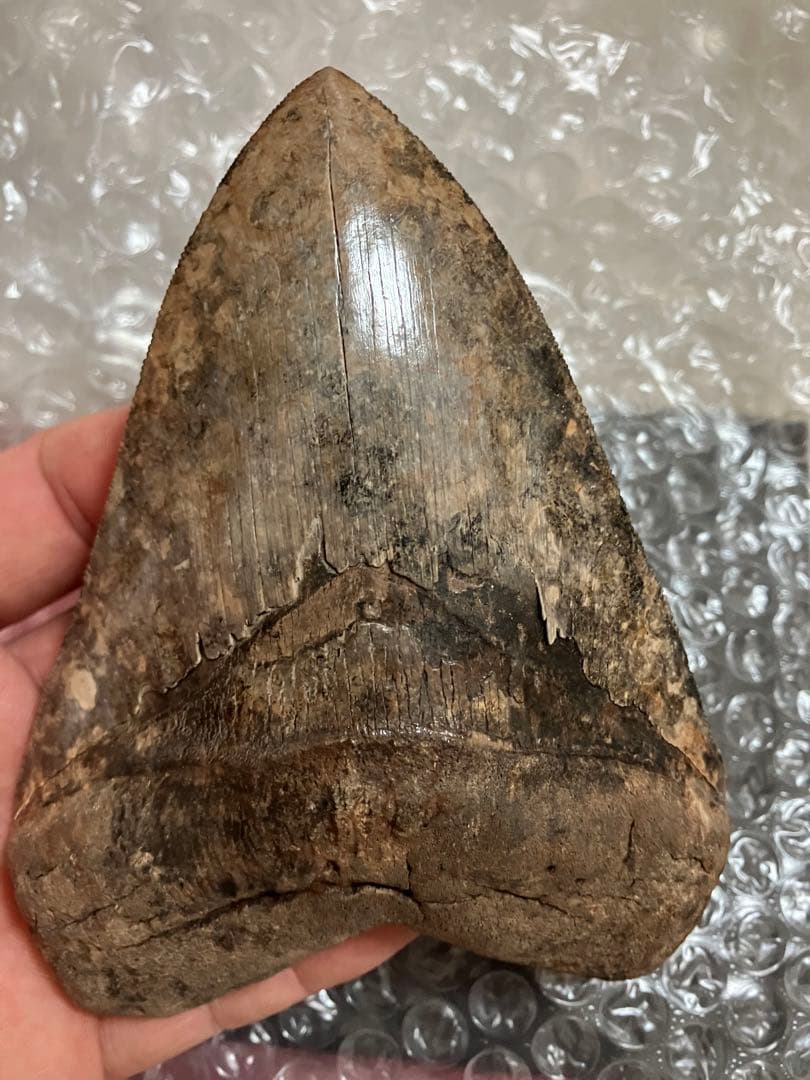 メガロドン　歯化石