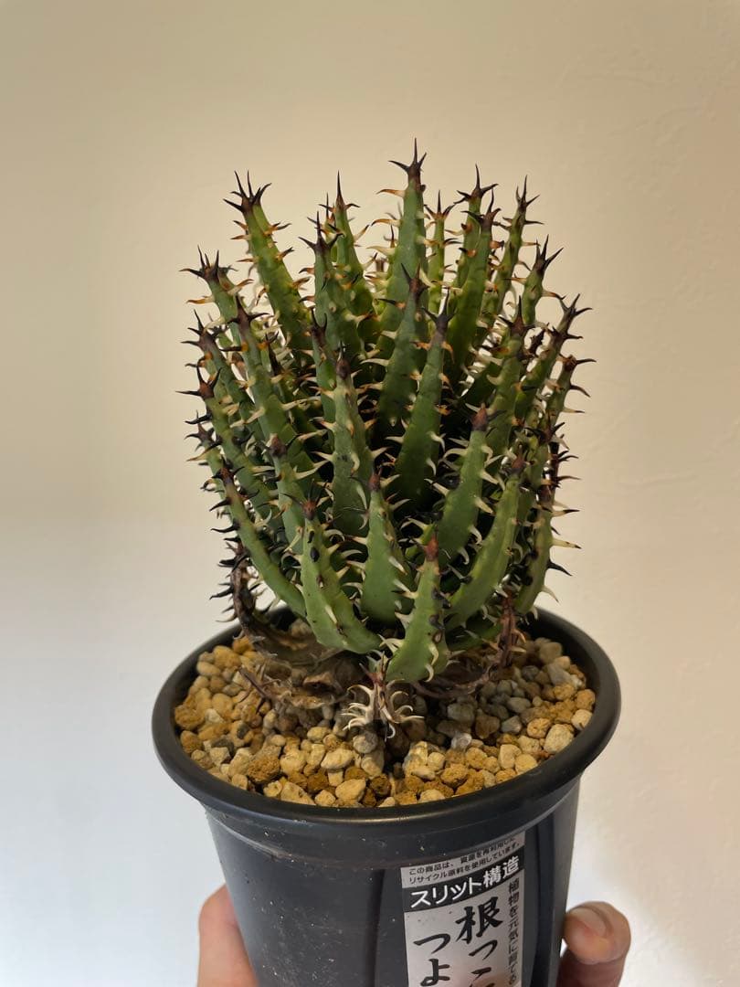 アロエ　エリナケア　大株　幹立ち