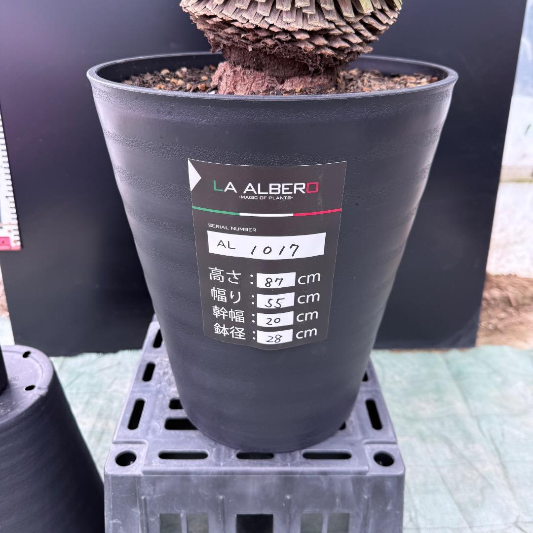 【AL1017】ユッカ　ロストラータ