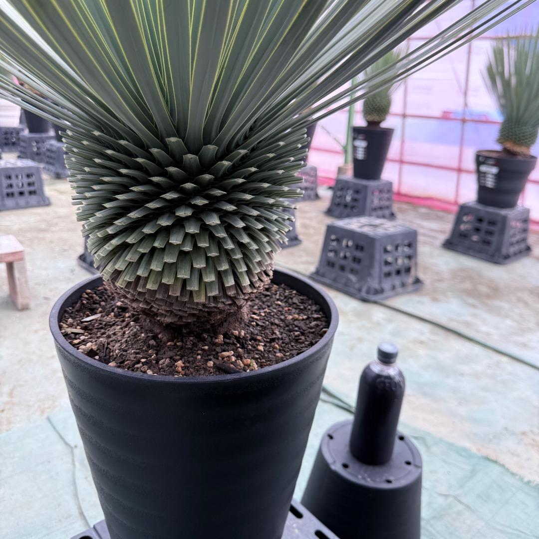 【AL1017】ユッカ　ロストラータ