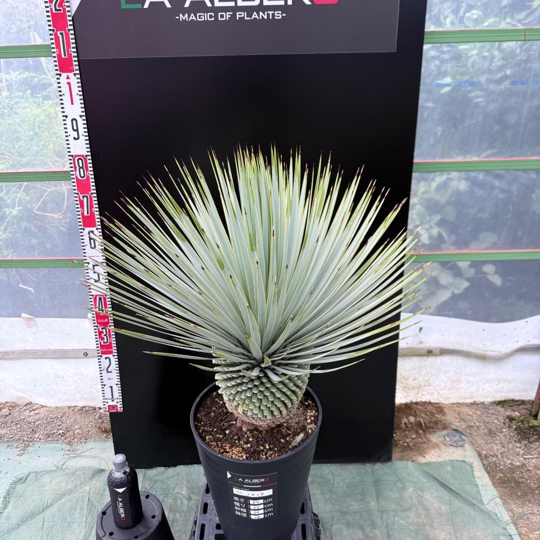 【AL1017】ユッカ　ロストラータ