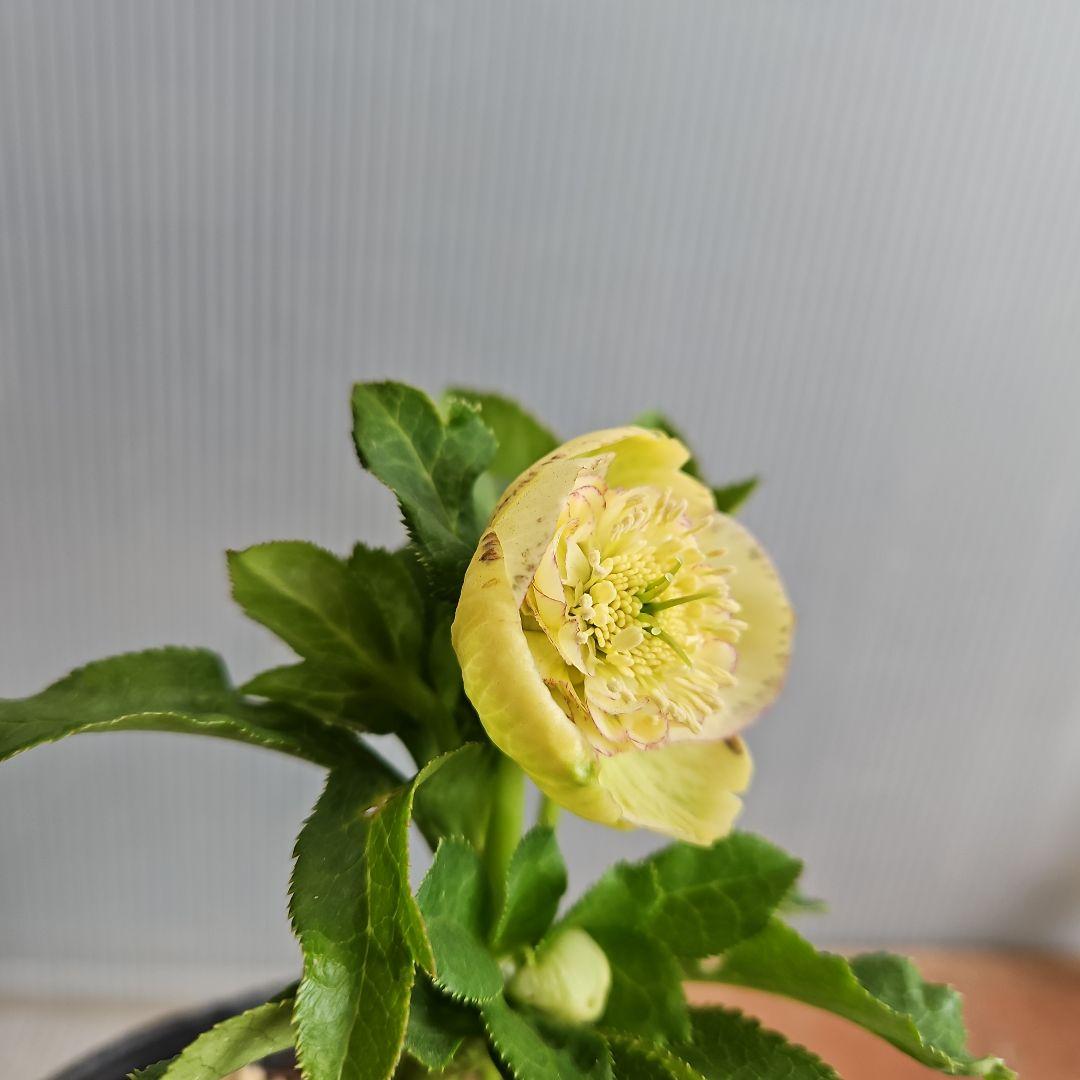 ㉖-34クリスマスローズ